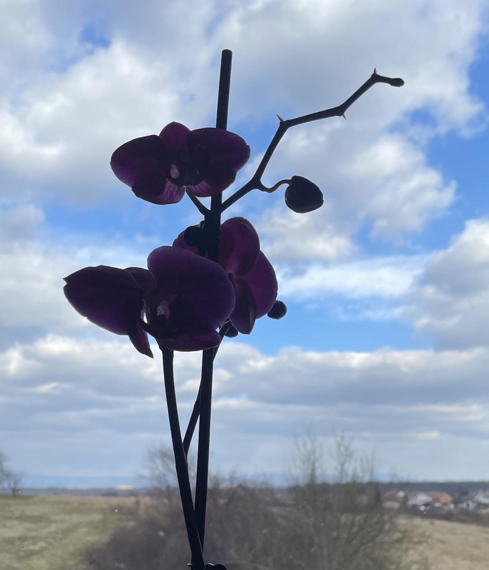 Vila Milka - Balkon - Besplatan Parking - Samostalna Prijava Karlovac Buitenkant foto